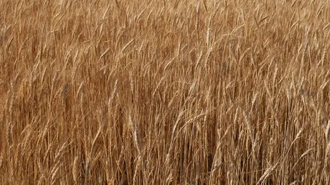 Wheat field swinging in the wind. Stock Footage 88995924
