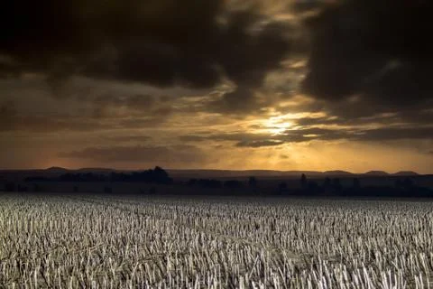 Wheat field taken at night while moon is rising Stock Photos
