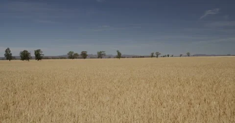 Wheat Field Texture Background Stock Footage 331279308