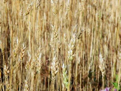 Wheat field texture of hay Stock Photos