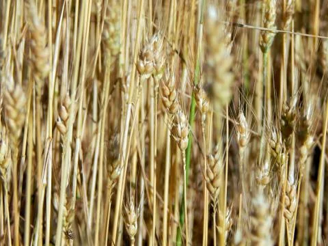 Wheat field texture of hay 스톡 사진