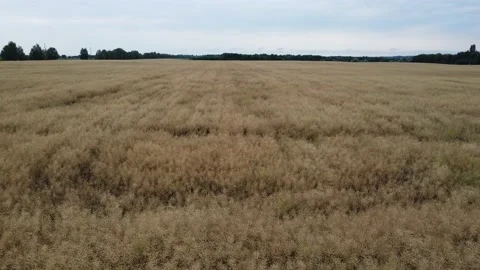 Wheat field texture. Plant grows on a farm. Stock Footage 201025862