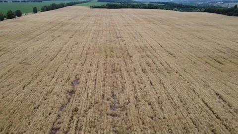 Wheat field texture. Plant grows on a farm. Stock Footage 201025892