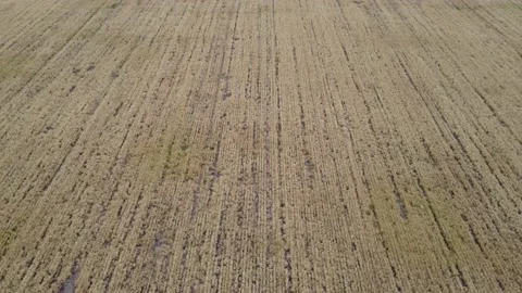 Wheat field texture. Plant grows on a farm. Stock Footage 201245984