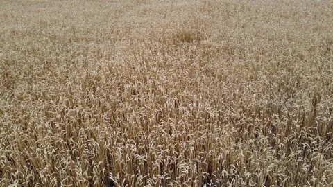 Wheat field texture. Wheat grows on a farm. Stock Footage 201025807