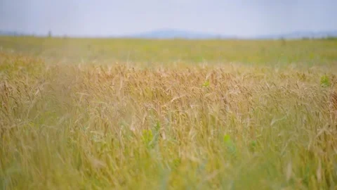 In the wheat field, there are wheat waves one after another Stock Footage 314633789