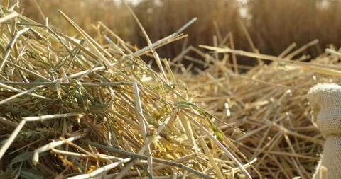 In a wheat field there is a jute bag with freshly picked wheat grains. Vídeos de archivo 134028084