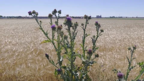 Wheat field with a thistle in the foreground Stock Footage 143773425