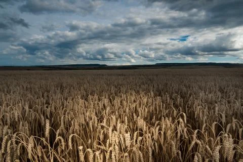 Wheat field before thunderstorm. Stock Photos