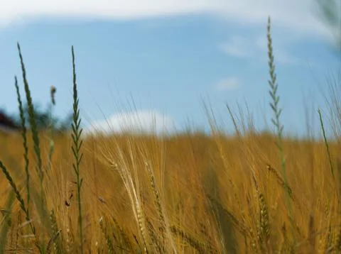 Wheat field in thuringia at summer abstract Stock Photos