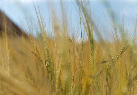 Wheat field in thuringia at summer abstract Foto stock