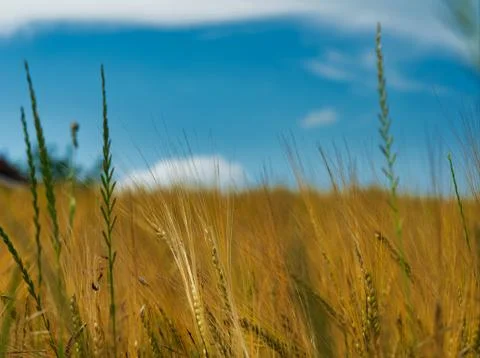 Wheat field in thuringia at summer abstract Stock Photos