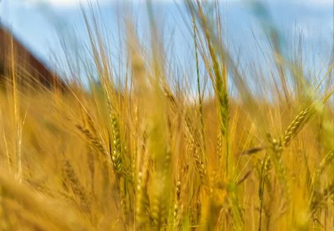 Wheat field in thuringia at summer abstract Stock Photos