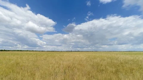 Wheat field tima lapse Stock Footage 77589197
