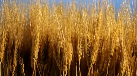 Wheat field time lapse Stock Footage 10740207