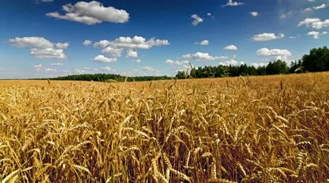 Wheat field time lapse Video stock 12238991