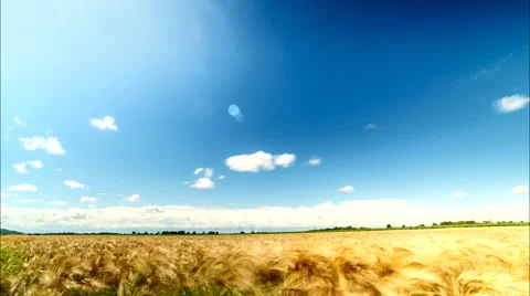 Wheat Field Time Lapse Stock Footage 66780908