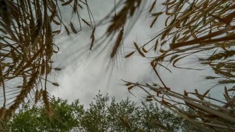 Wheat field, timelapse Video stock 160145386