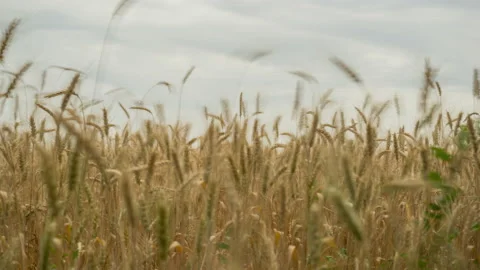 Wheat field, timelapse Stock Footage 160145407