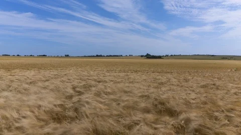 Wheat field. Timelapse, zoom out. 4K, 25p Vídeos de archivo 100258965