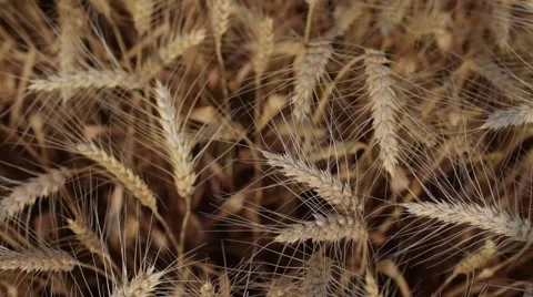 Wheat field top view background Stock Footage 51643519