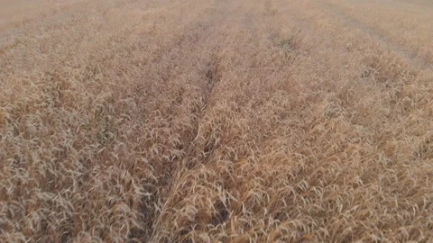 Wheat field top view. Shooting with the drone. Video stock 94934217