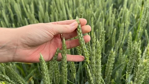 Wheat Field Touch Stock Footage 313655905