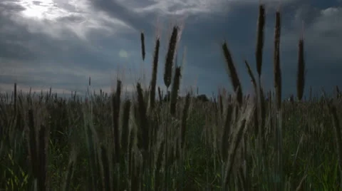 Wheat field track and pan Stock Footage 24843863