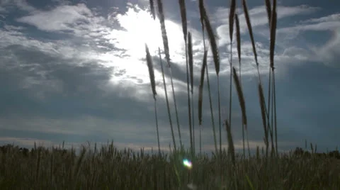 Wheat field track forward Stock Footage 24843831