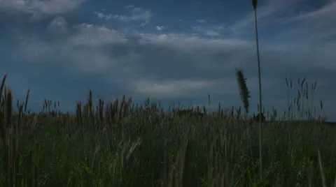 Wheat field track forward pan left Stock Footage 24843944