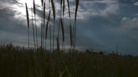 Wheat field track tilt up Stock Footage 24843830