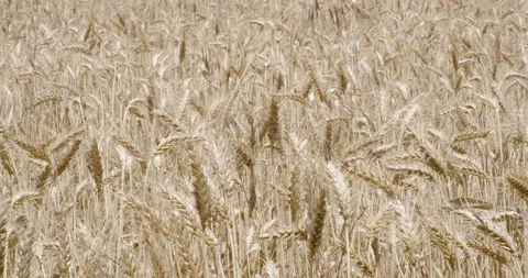 Wheat field tracking in Stock Footage 131801235