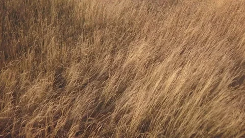 A wheat field with tracks in summer during sunset Stock Footage 150381021