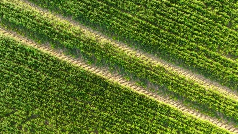 Wheat field with tractor tracks cutting through rows of young green plants under Stock Footage 333255603