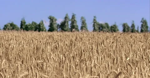 Wheat Field With Trees And Mountains In The Distance Stock Footage 61755668