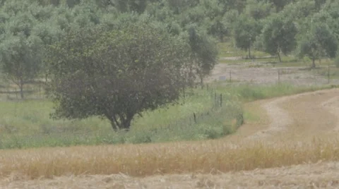 Wheat field with trees in the background Stock Footage 43866658