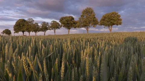 Wheat field with the trees on the background sunset time Stock Footage 76888836