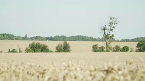 Wheat field with trees Video stock 138035690