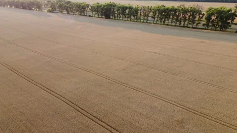 Wheat field, trees, highway and moving cars. Flying over mature ripe wheat field Stock Footage 329500308