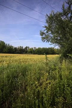 Wheat field with trees Stock Photos