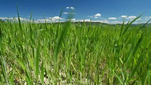 Wheat field in Tuscany Stock Footage 130896896
