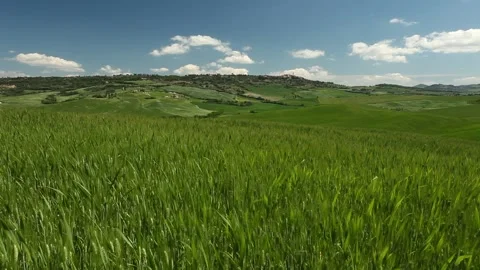 Wheat field in Tuscany Stock Footage 142495444