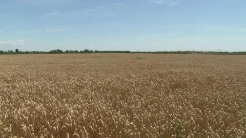 Wheat field in Ukraine Stock Footage 201495536
