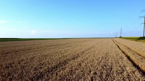Wheat field in Ukraine Stock Footage 202606365