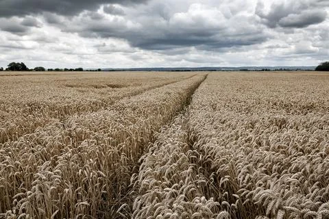 Wheat field in Ukraine 스톡 사진