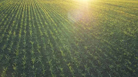 Wheat field in Ukraine in the spring Video stock 84917627