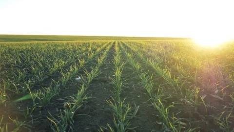 Wheat field in Ukraine in the spring Video stock 84917806
