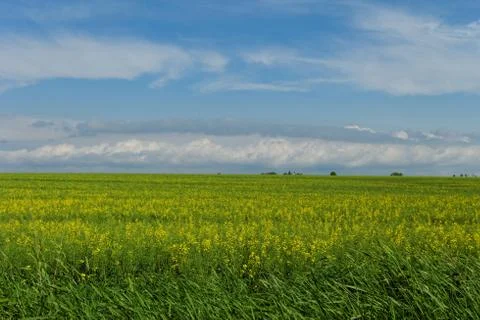 Wheat field under the blue cloudy sky Stock Photos