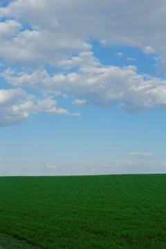 Wheat field under the blue cloudy sky Stock Photos