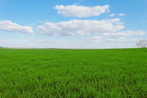 Wheat field under the blue cloudy sky Stock Photos